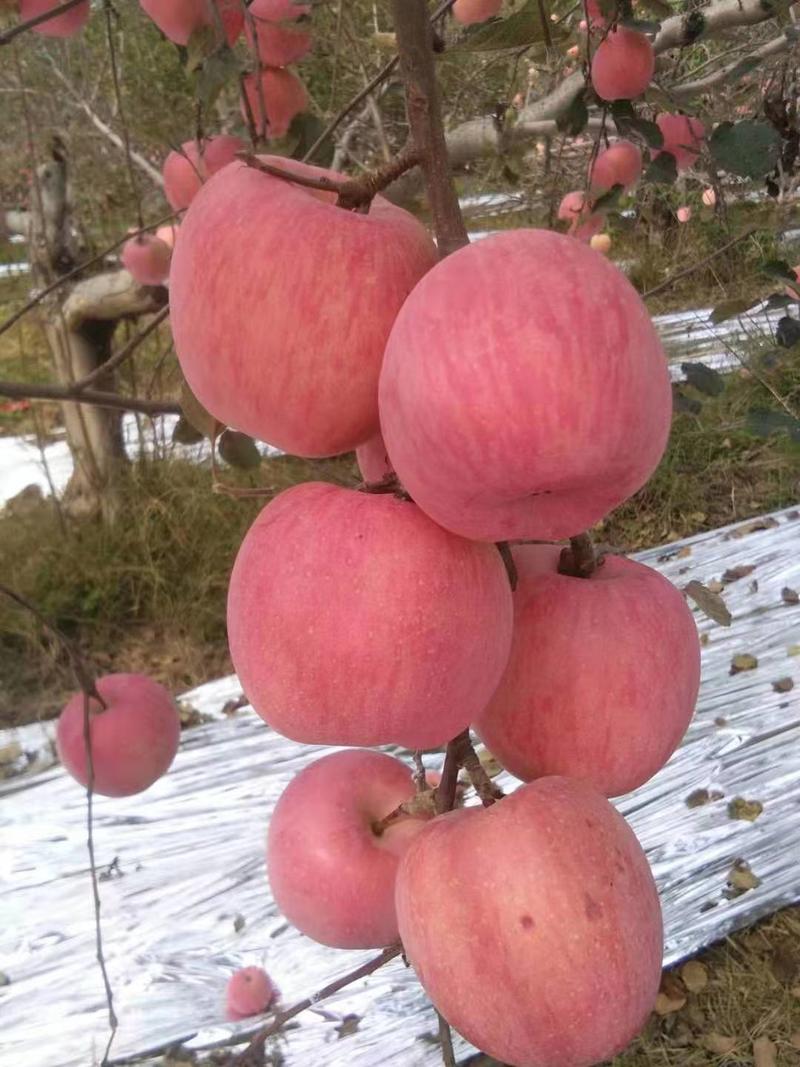 陕西渭南水晶富士，冰糖心苹果，红富士苹果产地直发品质保证