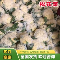 河南通许松花菜产地直发，价格美丽！可走超市，市场！