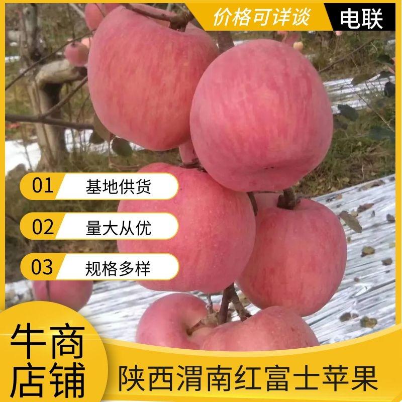 陕西渭南水晶富士，冰糖心苹果，红富士苹果产地直发品质保证