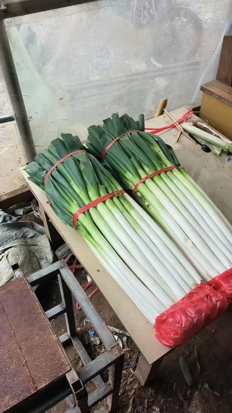 热卖山东大葱临沂费县铁杆大葱量大产地，原产地长期实力供货