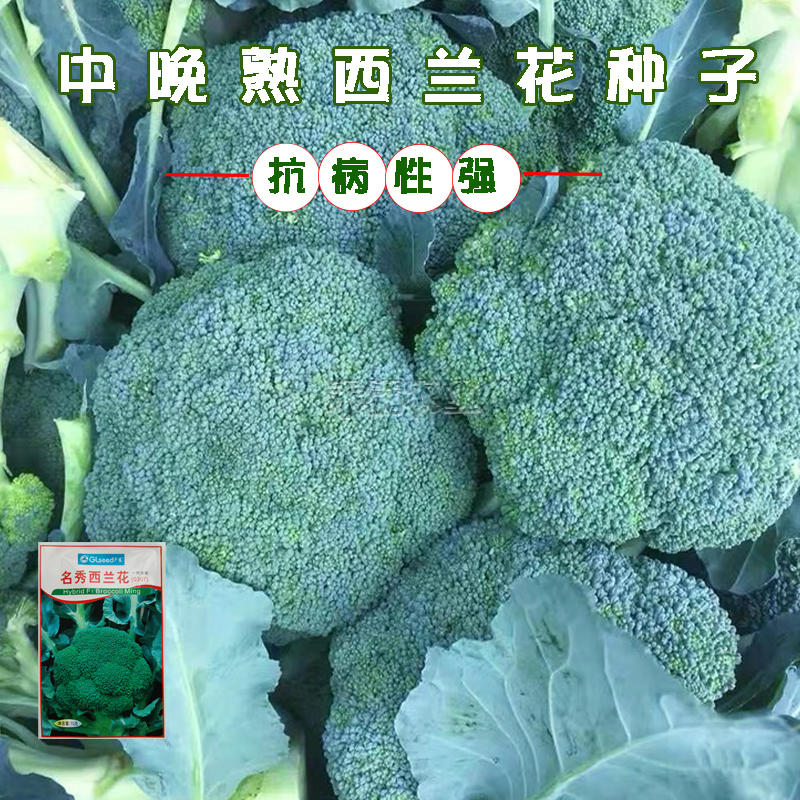 广良名秀西兰花种子青花种籽孑日本耐寒优秀炎秀四季蔬菜种子