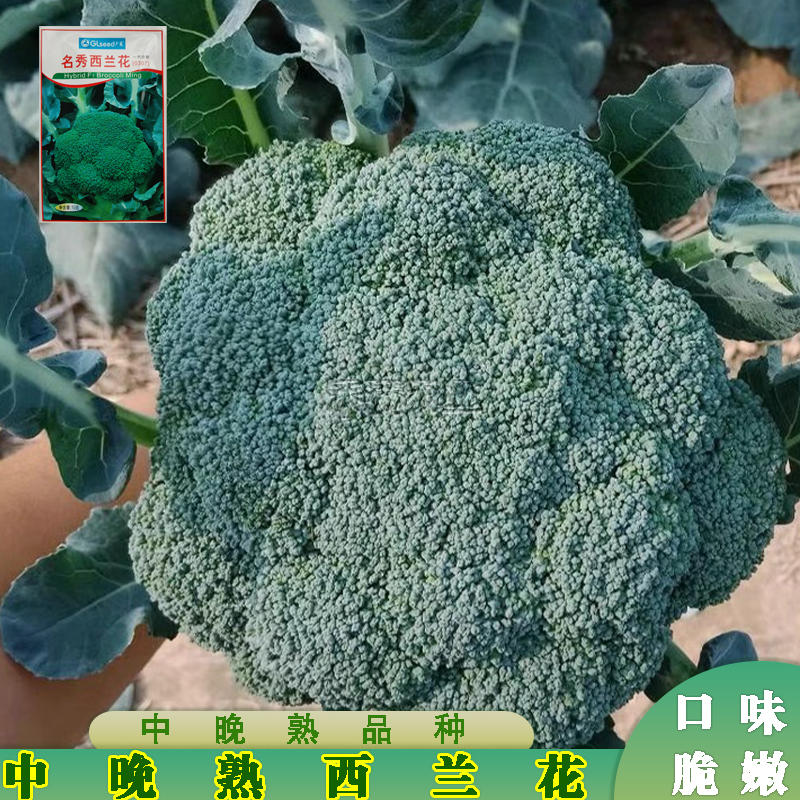 广良名秀西兰花种子青花种籽孑日本耐寒优秀炎秀四季蔬菜种子