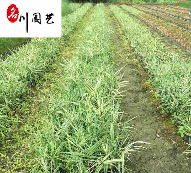 出售花叶芦竹现货成都水生植物苗圃基地花叶芦竹优惠批发