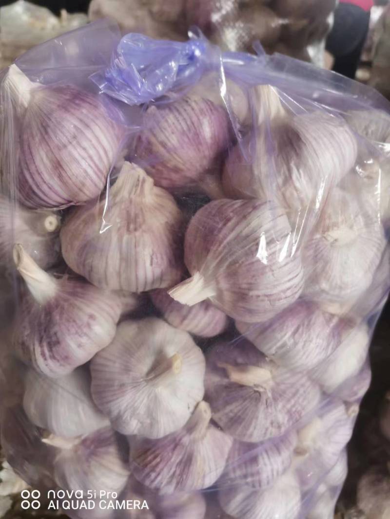山东【金乡大蒜】对接全国质量保障日供万吨咨询有惊喜