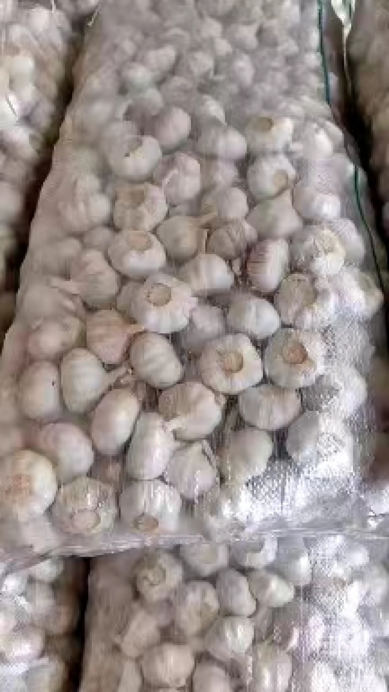 山东【金乡大蒜】对接全国质量保障日供万吨咨询有惊喜