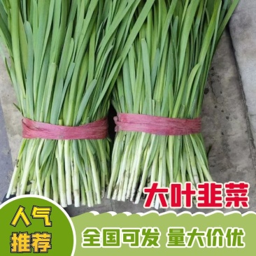 乐亭头茬韭菜大量上市可当天采摘当天发货价格美丽