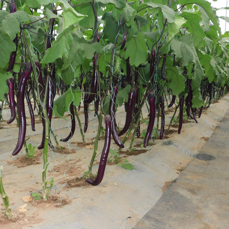 黑线茄种籽紫龙紫黑长茄种子中早熟杂交大田春季四季