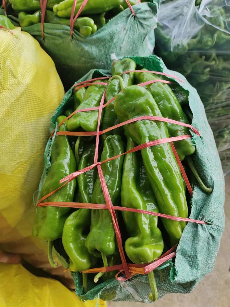 辣椒安徽蔬菜基地薄皮辣椒上市中价格优欢迎咨询