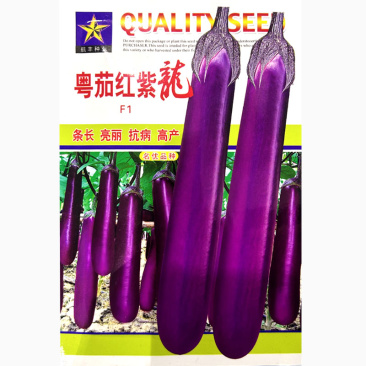 粤茄红紫龙紫红长茄种子一代杂交高产紫红茄子条长果