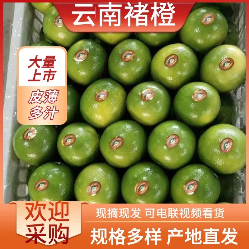 云南褚橙冰糖橙一件电商市场大货社区团购电联合作