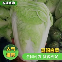 【精选】白菜夏阳白菜货源充足，诚信代办【全国发货】