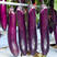 紫红长茄种子粤茄红紫龙特大线茄子杂交早熟条形肉白色