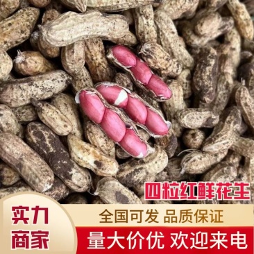 【好货】四粒红花生红皮花生带壳花生可对接商超视频看货