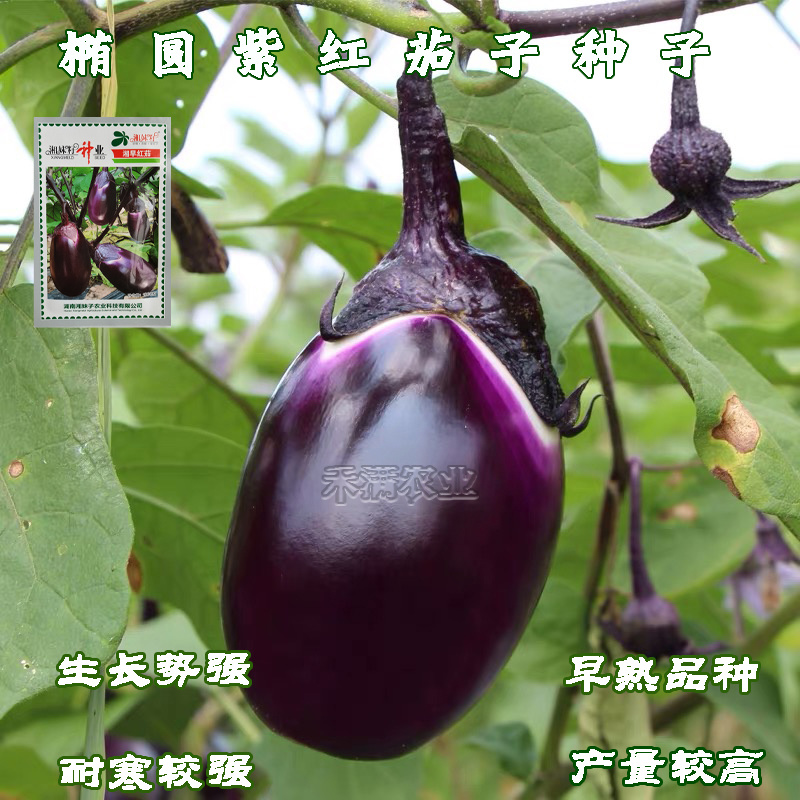 湘妹子湘早红茄子种籽早熟抗病高产三月茄圆茄子种子荷包茄子