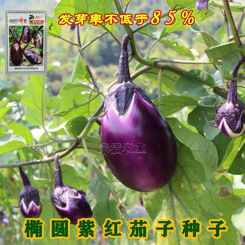 湘妹子湘早红茄子种籽早熟抗病高产三月茄圆茄子种子荷包茄子