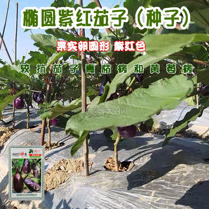 湘妹子湘早红茄子种籽早熟抗病高产三月茄圆茄子种子荷包茄子