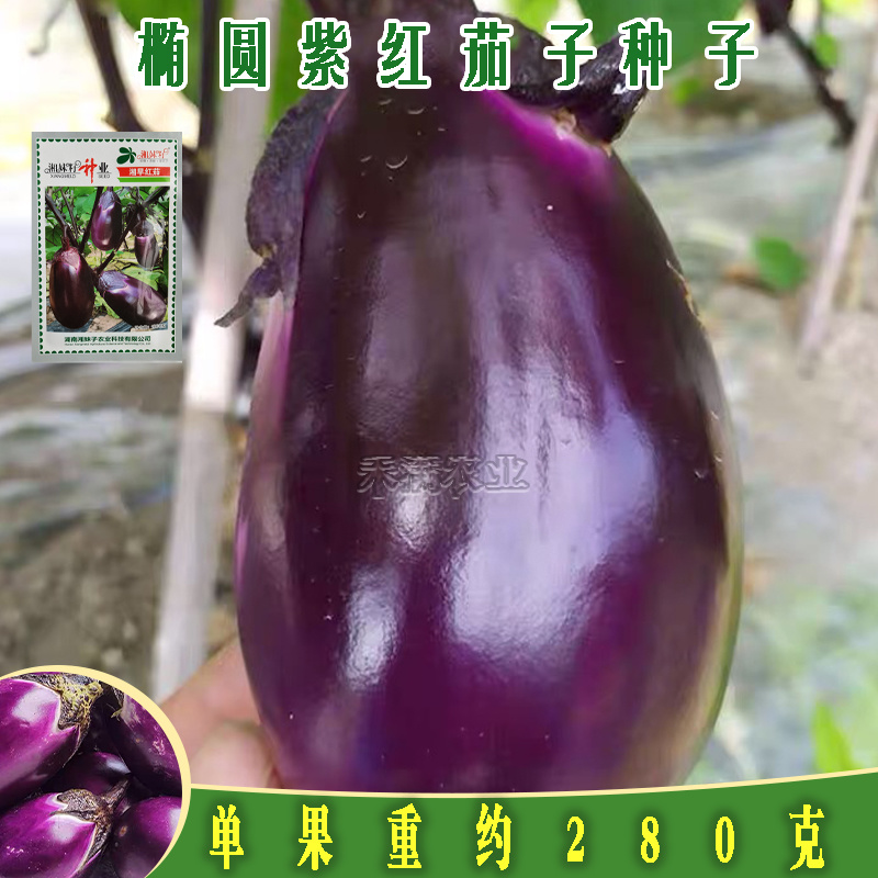 湘妹子湘早红茄子种籽早熟抗病高产三月茄圆茄子种子荷包茄子