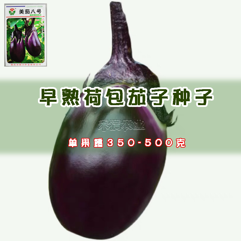 湘妹子湘早红茄子种籽早熟抗病高产三月茄圆茄子种子荷包茄子
