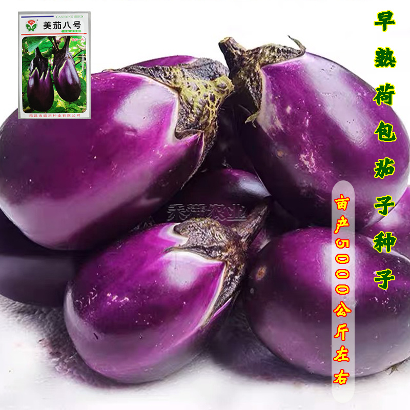 湘妹子湘早红茄子种籽早熟抗病高产三月茄圆茄子种子荷包茄子