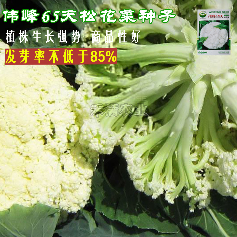 基地优品100天越冬耐寒松花菜种子春秋青梗白菜花椰菜种子