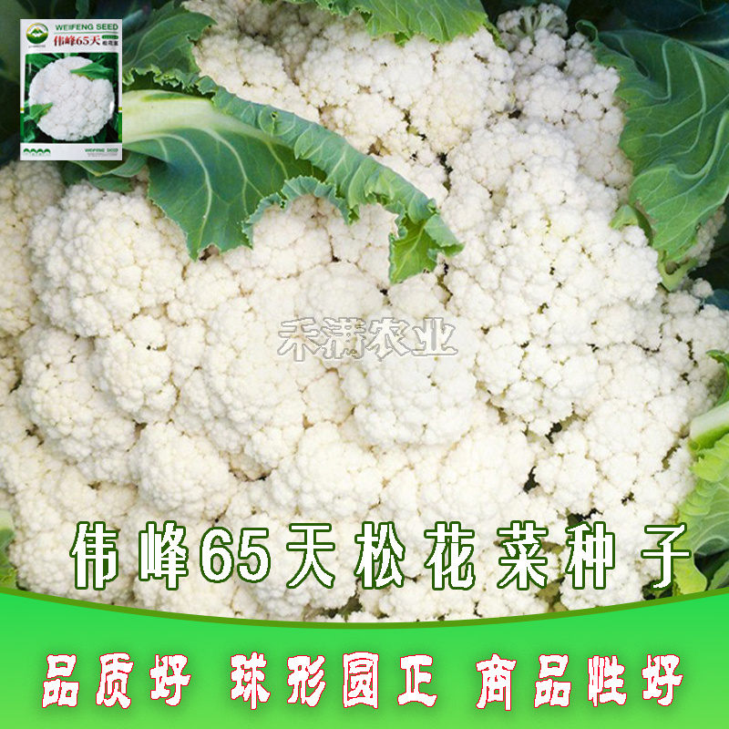 基地优品100天越冬耐寒松花菜种子春秋青梗白菜花椰菜种子