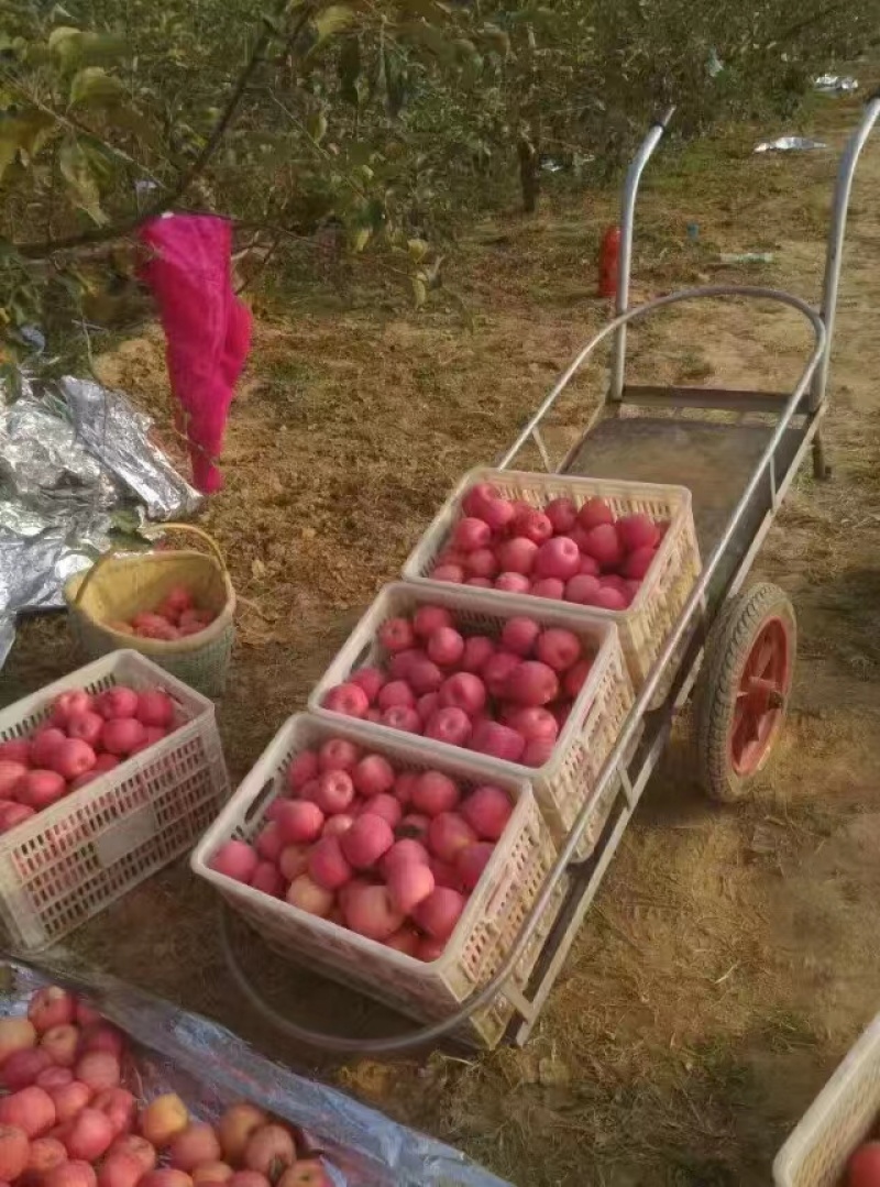 洛川苹果，石头镇苹果老庙镇苹果，商超品质，产地直发