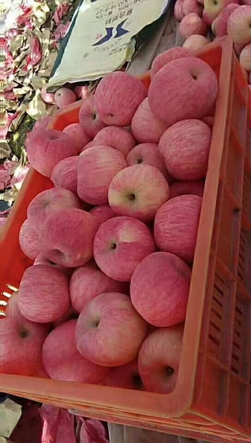 洛川苹果，商超品质，产地直发，一手货源，对接全国