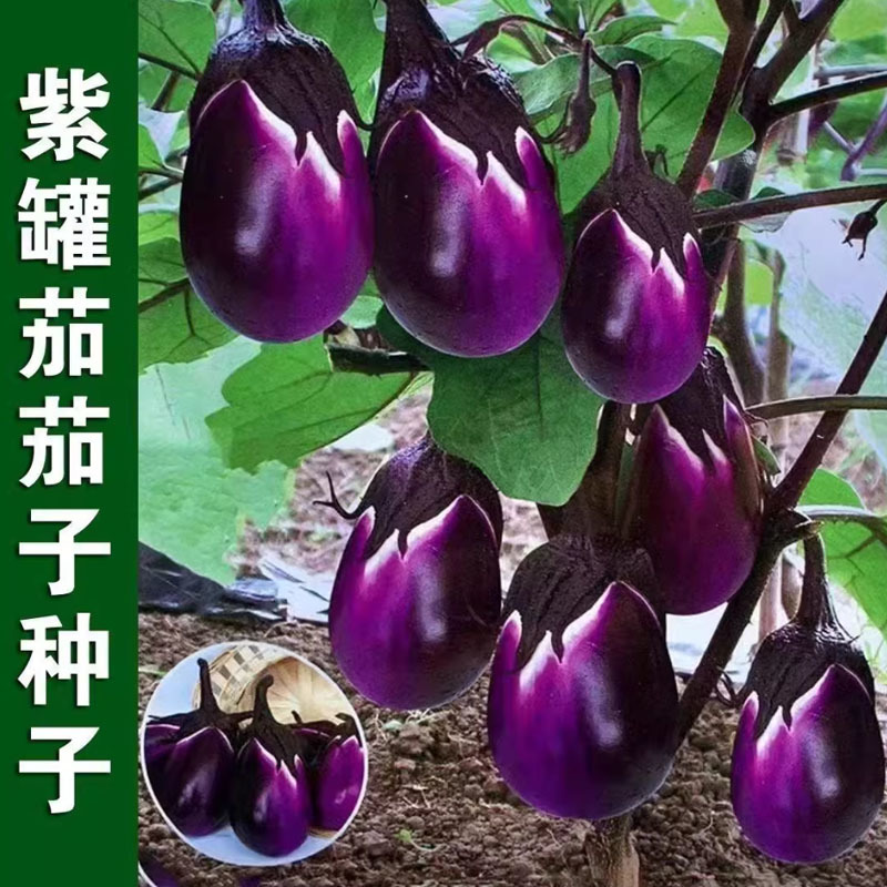 紫圆茄子种子老品种早春冬茄子露地栽培抗病紫黑包邮