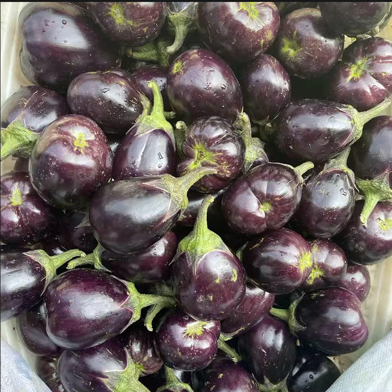 紫圆茄子种子老品种早春冬茄子露地栽培抗病紫黑包邮