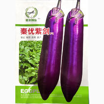 紫长茄子种子秦优紫剑长棒早熟杂交肉质白抗病高产
