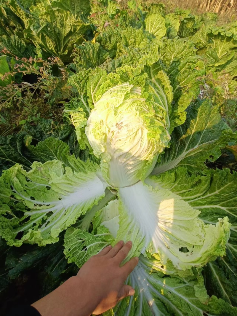 【好货】辽宁黄心白菜大量上市可对接商超市场欢迎咨询