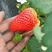妙香草莓天仙醉草莓基地直供量大从优对接市场商超电联