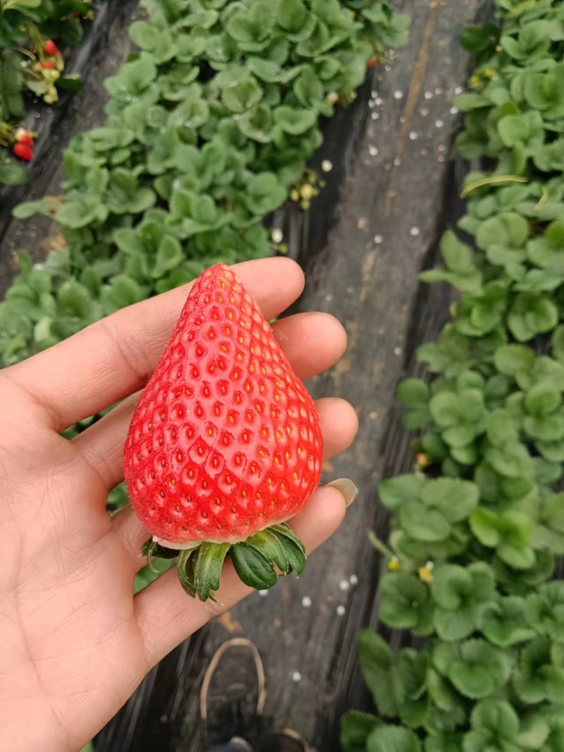 妙香草莓天仙醉草莓基地直供量大从优对接市场商超电联