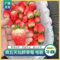天仙醉草莓鲜草莓商丘基地供货可电联订购质美价优批发