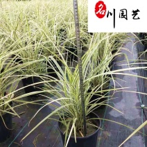 花叶芒杯苗处理价成都花卉苗木批发花叶芒苗圃基地直供