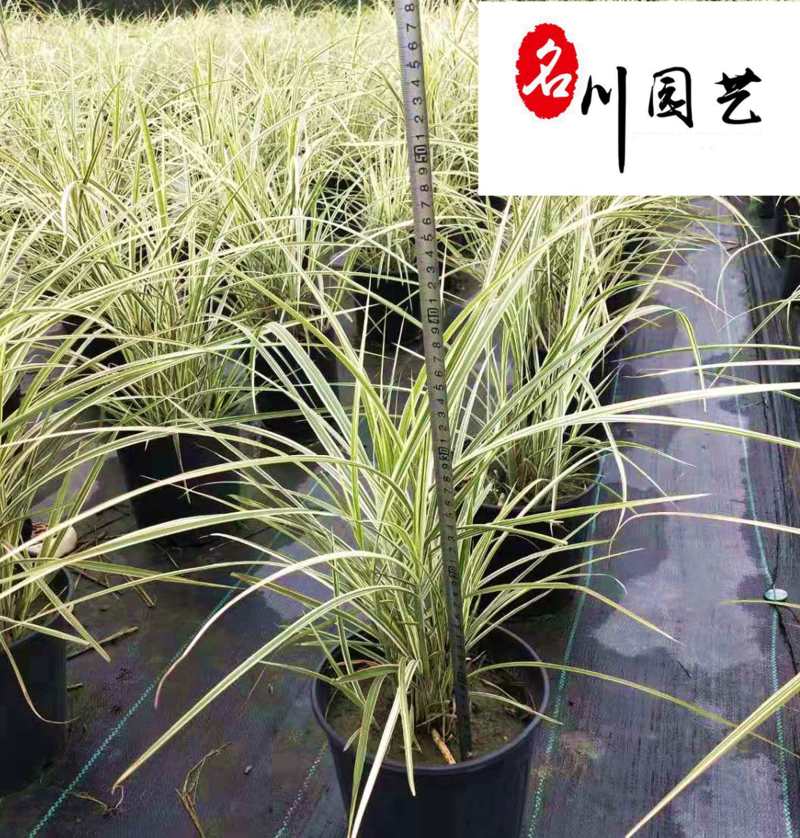 花叶芒杯苗处理价成都花卉苗木批发花叶芒苗圃基地直供