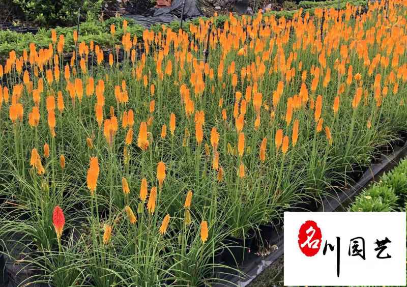 火炬花杯苗处理价成都草花批发火炬花苗圃基地供应