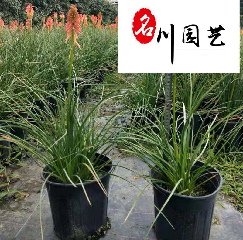 火炬花杯苗处理价成都草花批发火炬花苗圃基地供应