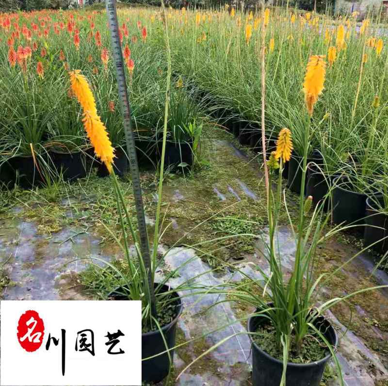 火炬花杯苗处理价成都草花批发火炬花苗圃基地供应