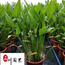 梭鱼草水生植物批发成都梭鱼草苗圃基地量大优惠观赏草