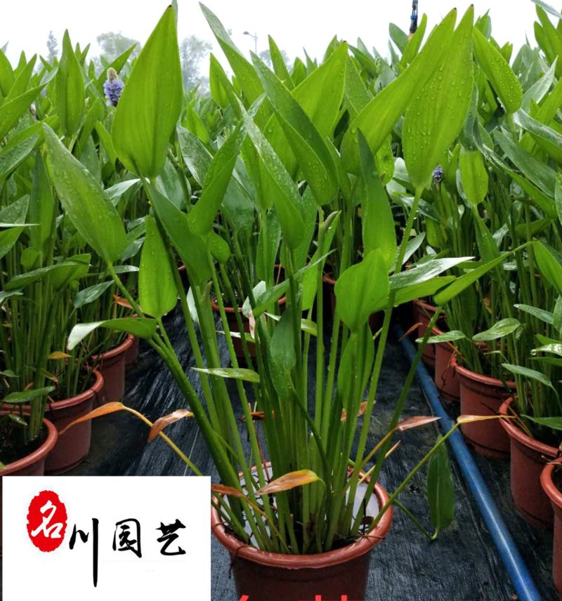 梭鱼草水生植物批发成都梭鱼草苗圃基地量大优惠观赏草