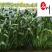 梭鱼草水生植物批发成都梭鱼草苗圃基地量大优惠观赏草