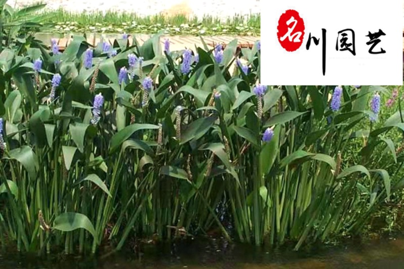 梭鱼草水生植物批发成都梭鱼草苗圃基地量大优惠观赏草