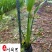 梭鱼草水生植物批发成都梭鱼草苗圃基地量大优惠观赏草