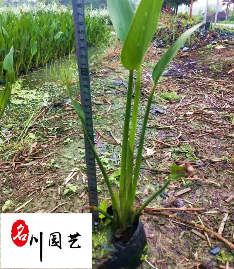 梭鱼草水生植物批发成都梭鱼草苗圃基地量大优惠观赏草