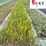 梭鱼草水生植物批发成都梭鱼草苗圃基地量大优惠观赏草