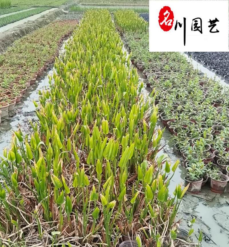 梭鱼草水生植物批发成都梭鱼草苗圃基地量大优惠观赏草