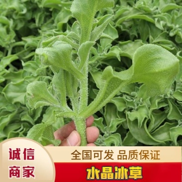【精品】水晶冰草冰菜箱装打包发货现摘现卖山东一条龙
