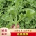 【精品】水晶冰草冰菜箱装打包发货现摘现卖山东一条龙
