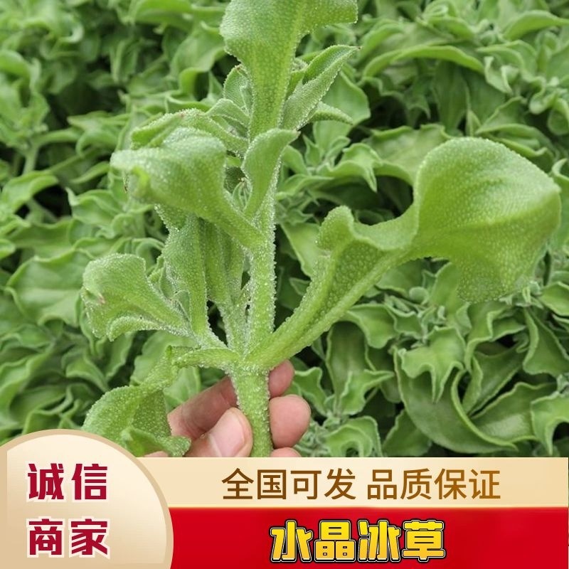 【精品】水晶冰草冰菜箱装打包发货现摘现卖山东一条龙